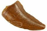 Serrated Raptor Tooth - Real Dinosaur Tooth #300808-1
